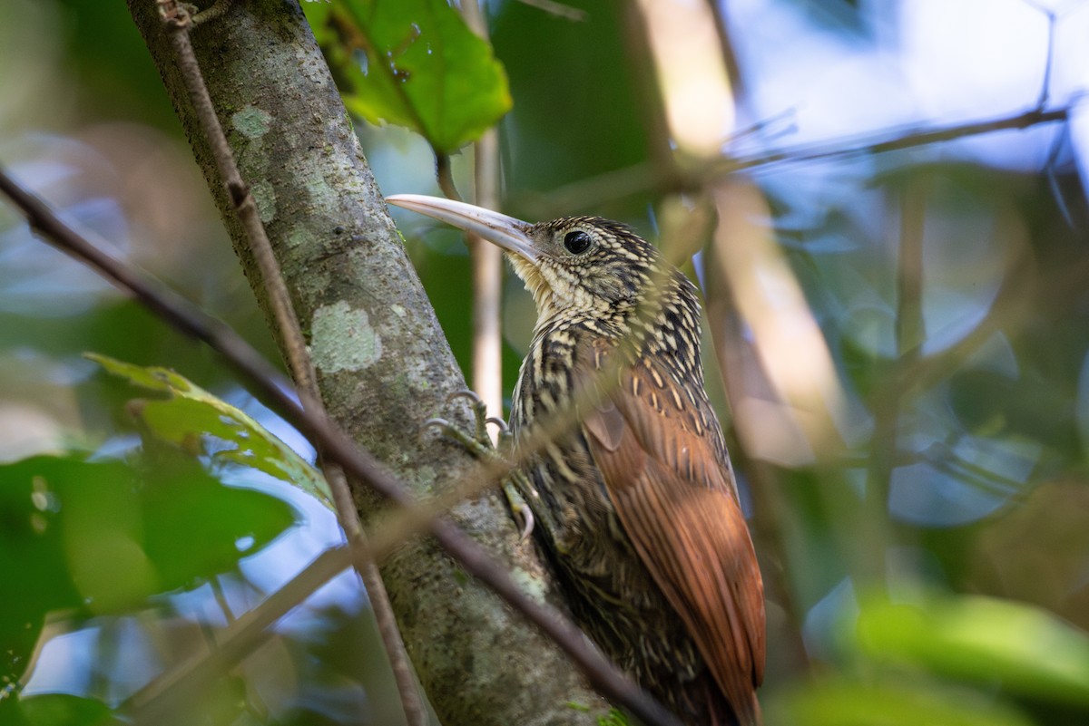 Ivory-billed Woodcreeper - ML650619230