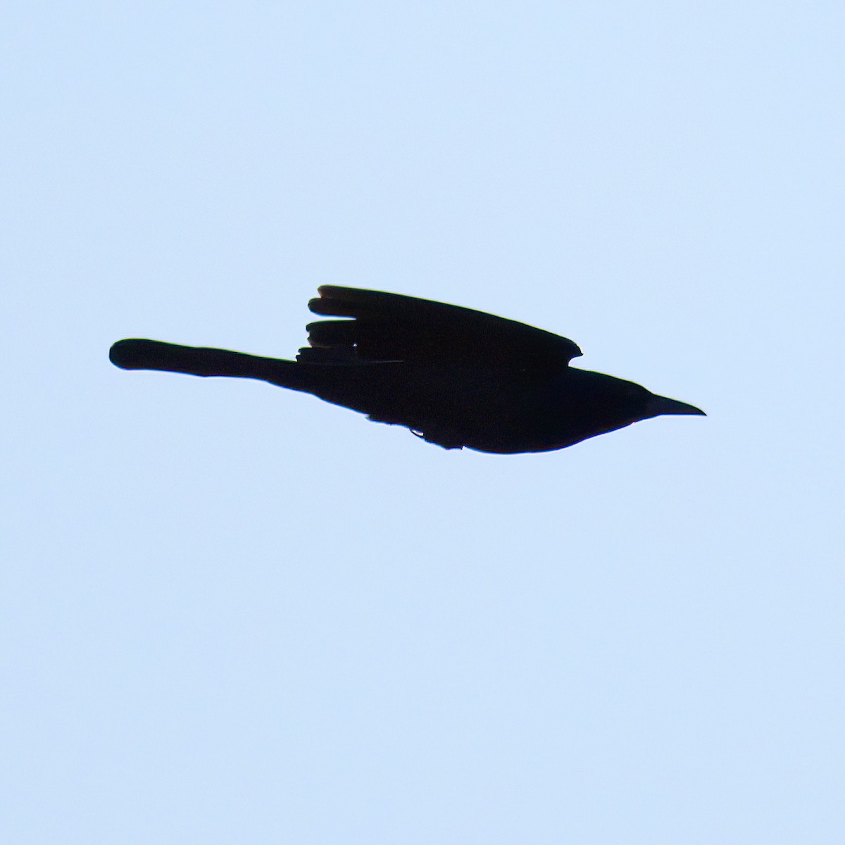 Common Grackle - ML650619233