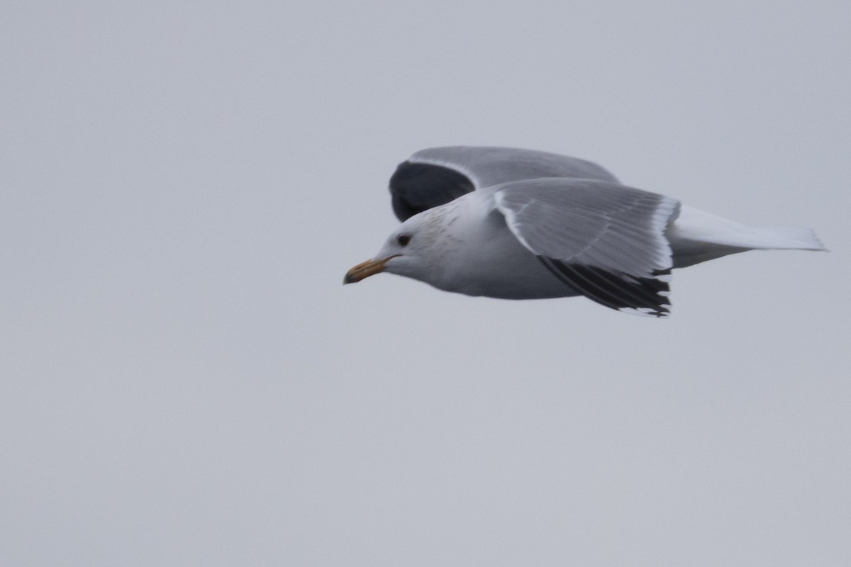 California Gull - ML650619235