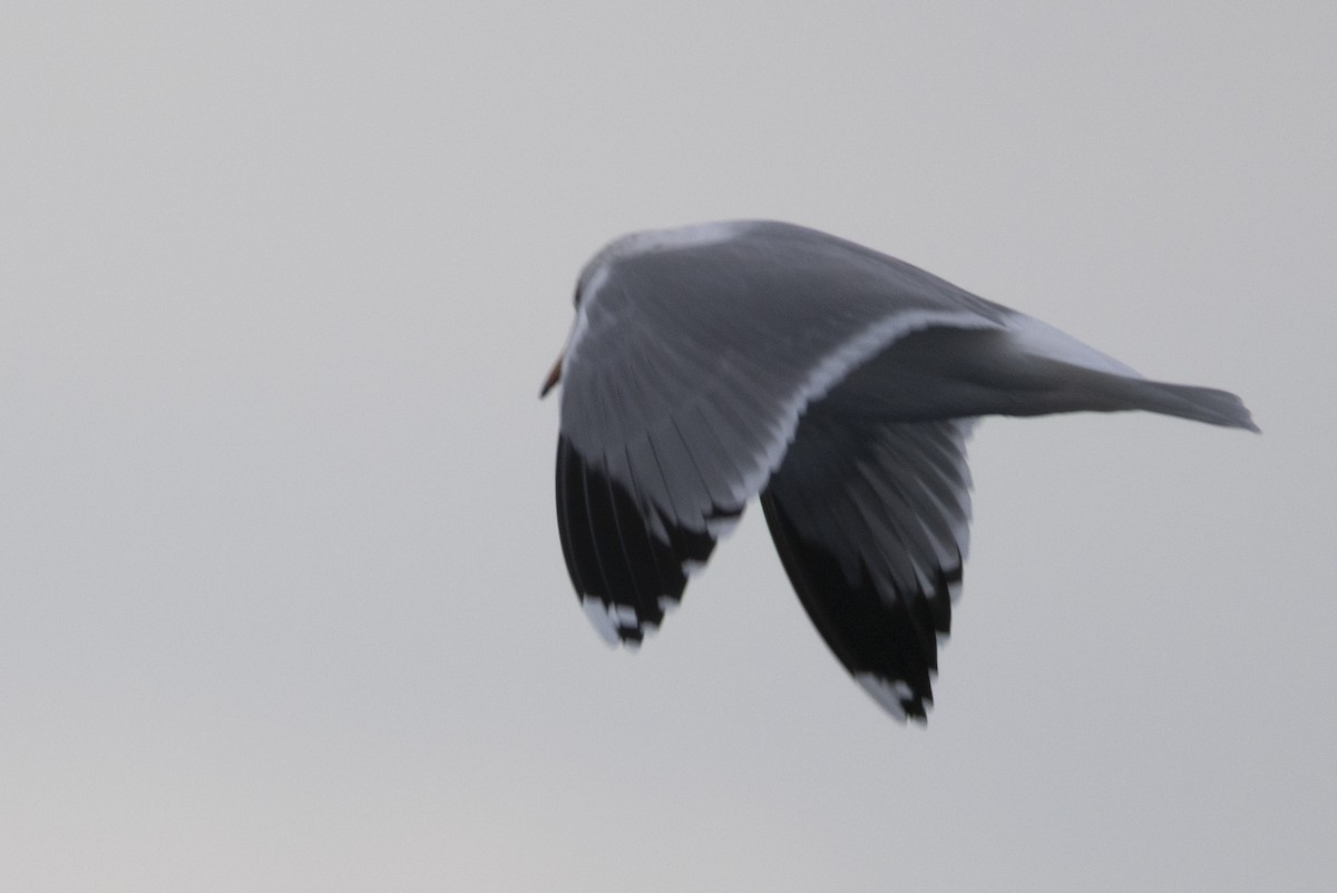 California Gull - ML650619236