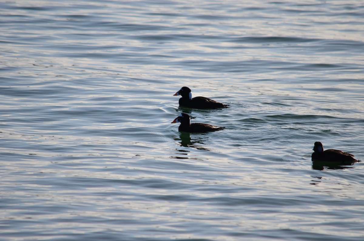 Surf Scoter - ML650619237