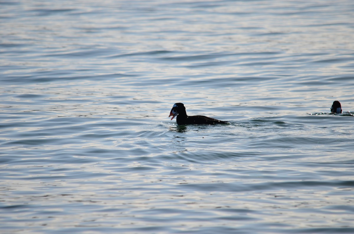 Surf Scoter - ML650619238