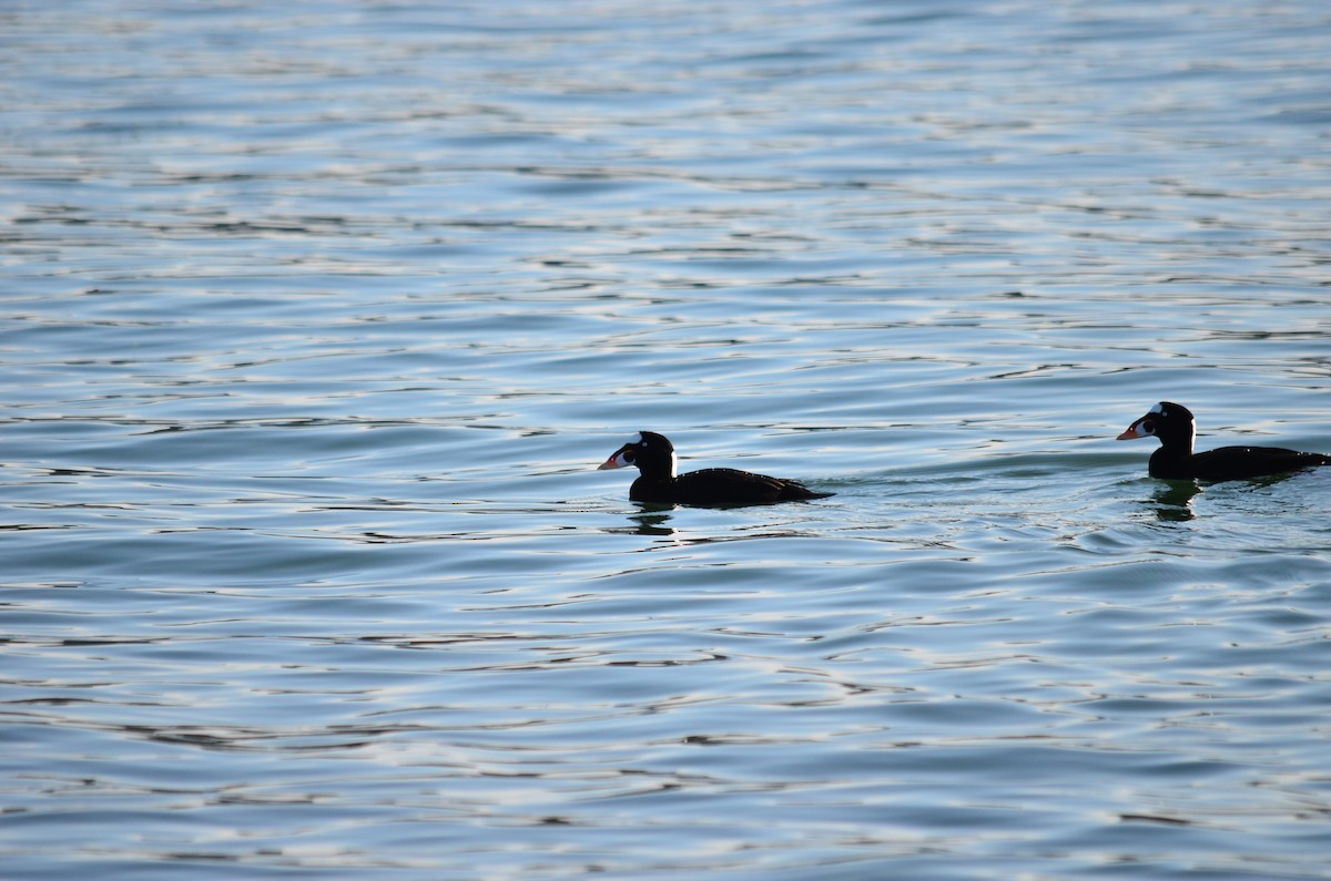 Surf Scoter - ML650619239
