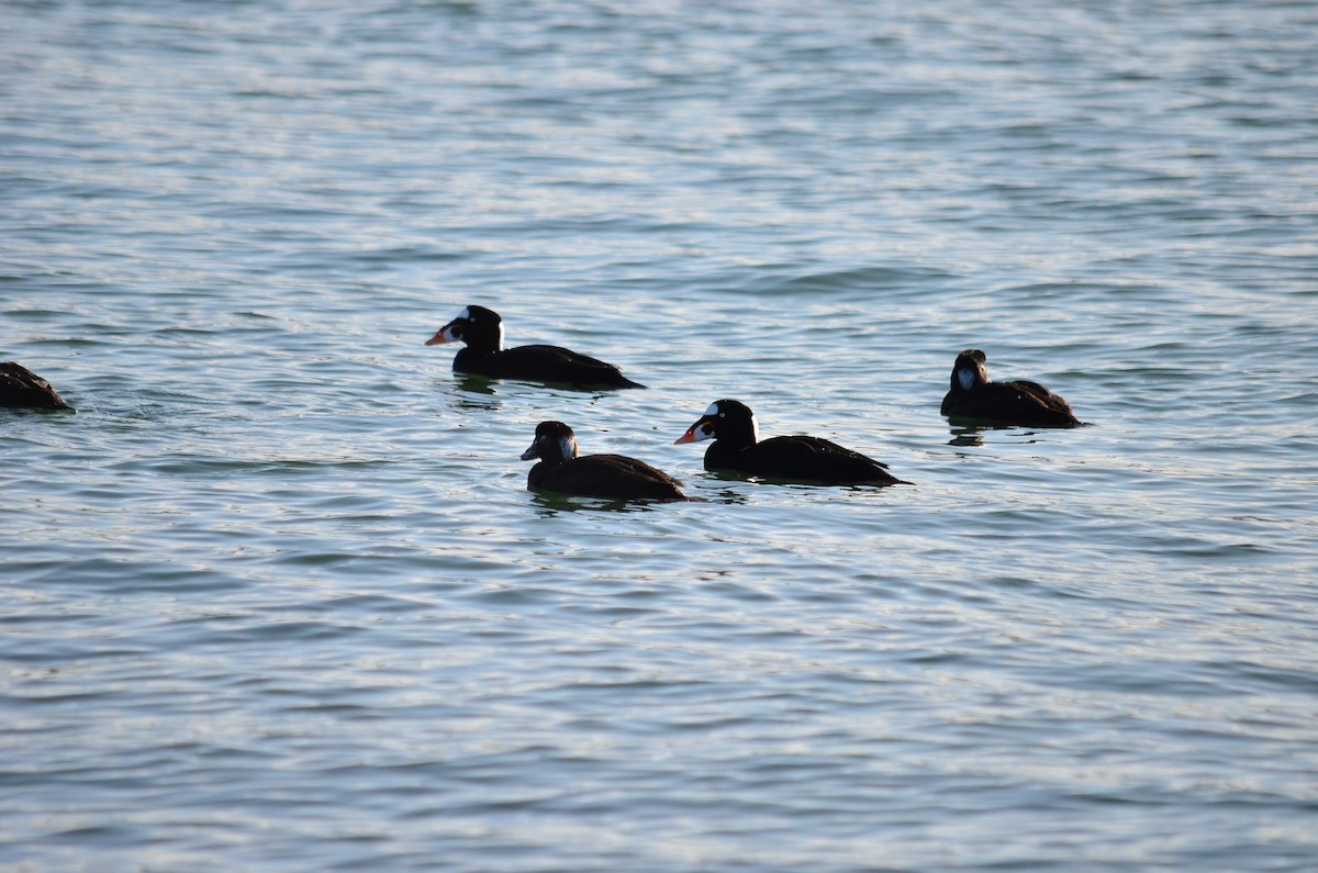 Surf Scoter - ML650619240