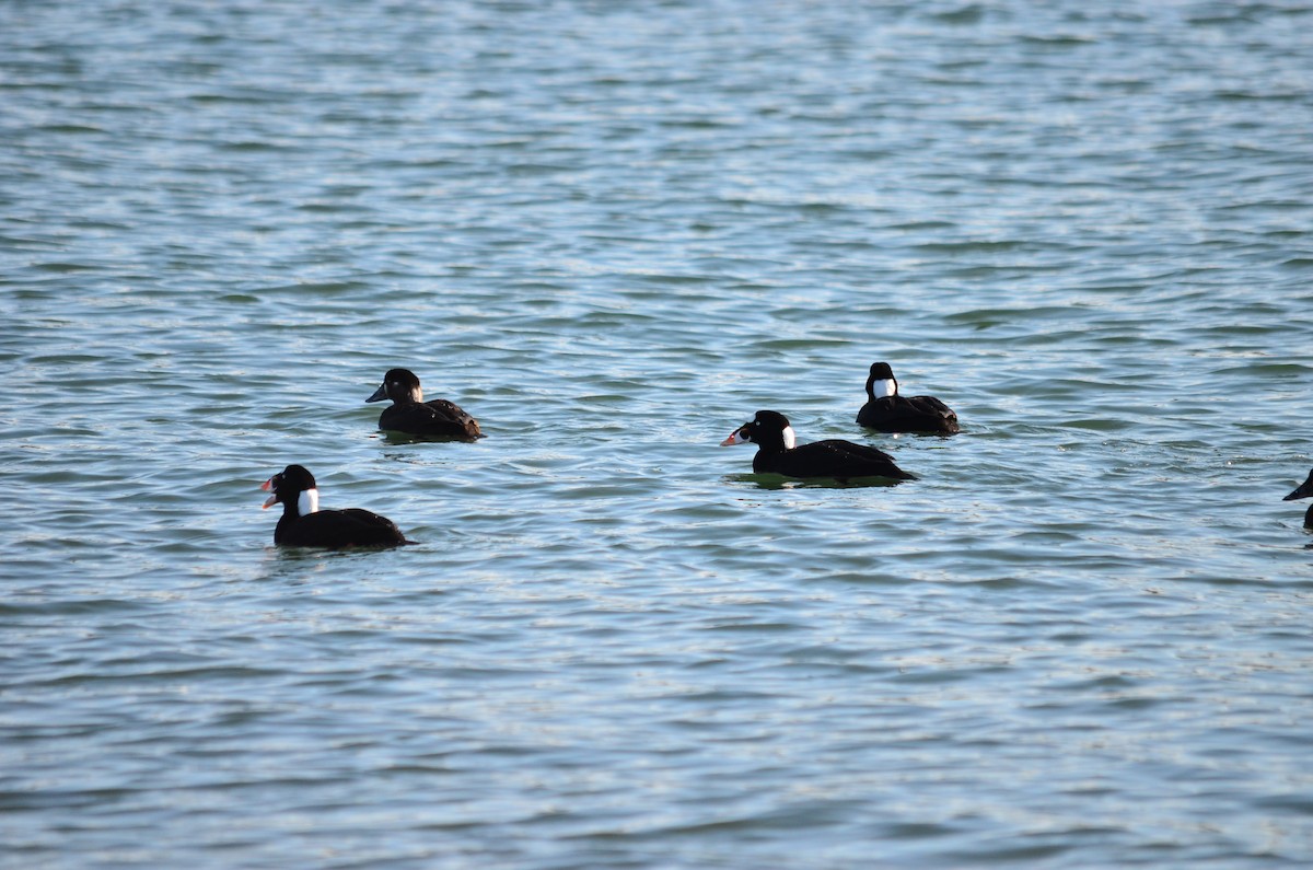 Surf Scoter - ML650619241