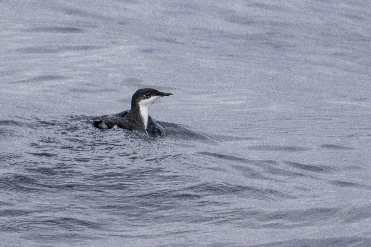 Scripps's Murrelet - ML650619242