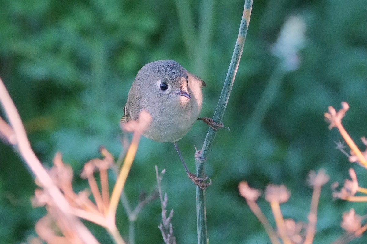 Ruby-crowned Kinglet - ML650619243
