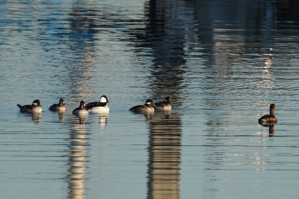 Bufflehead - ML650619246