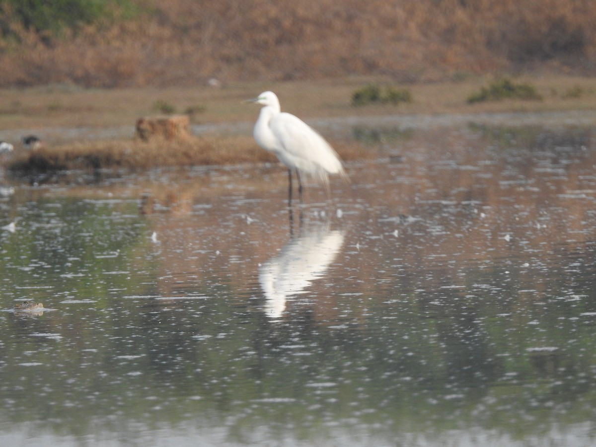 Garzetta - ML650619249