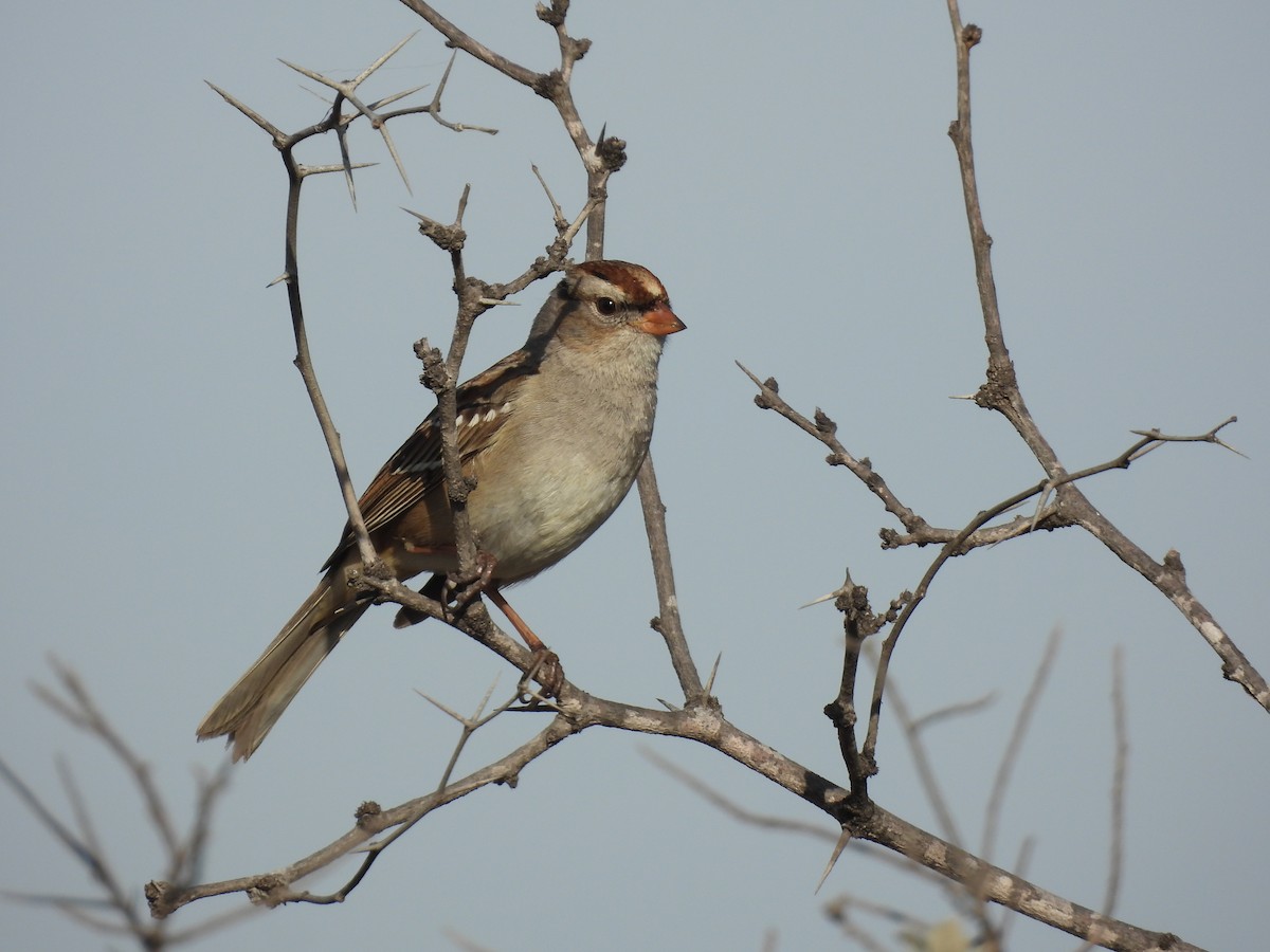 White-crowned Sparrow - ML650619504
