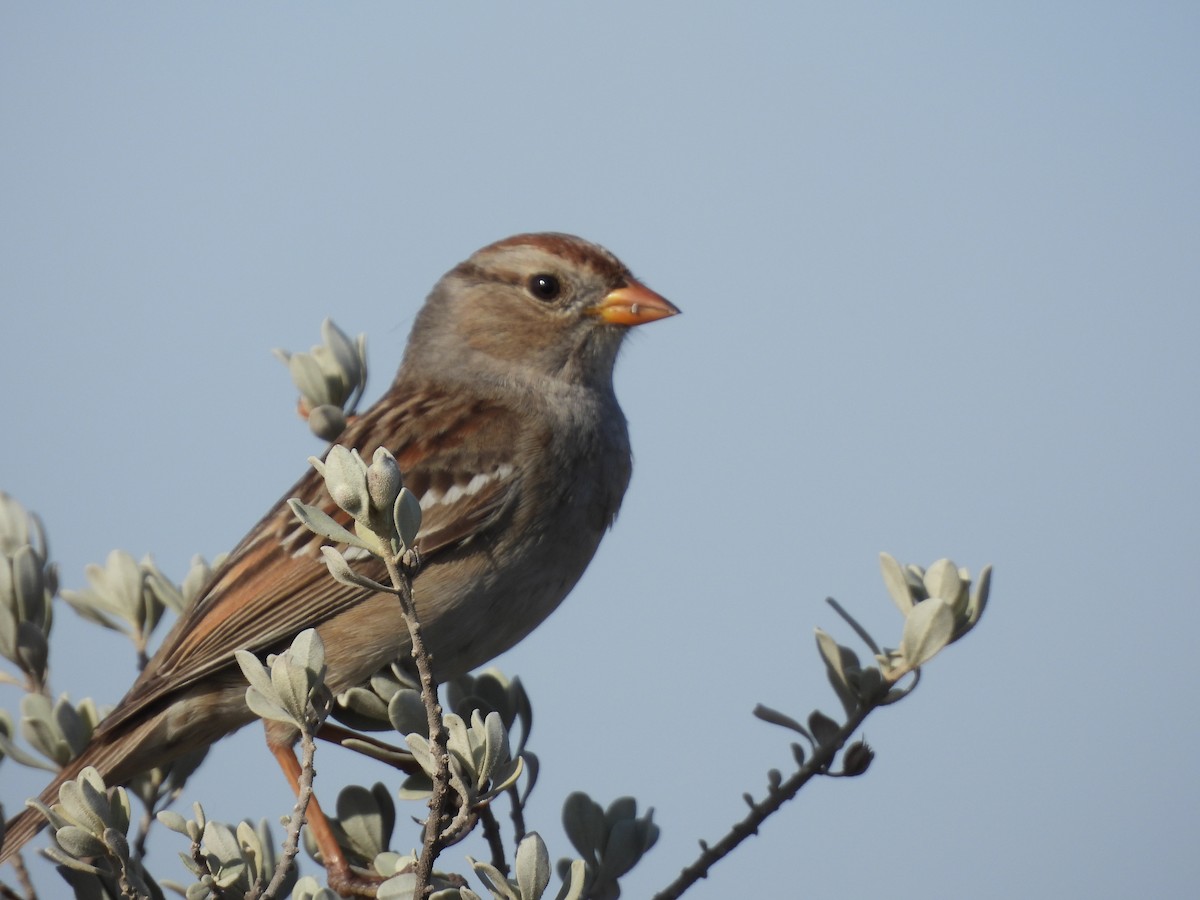 White-crowned Sparrow - ML650619505
