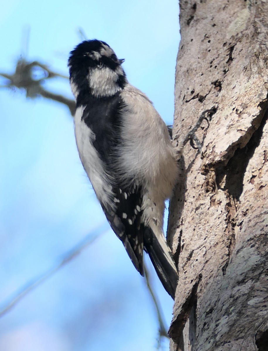 dunspett - ML650619719