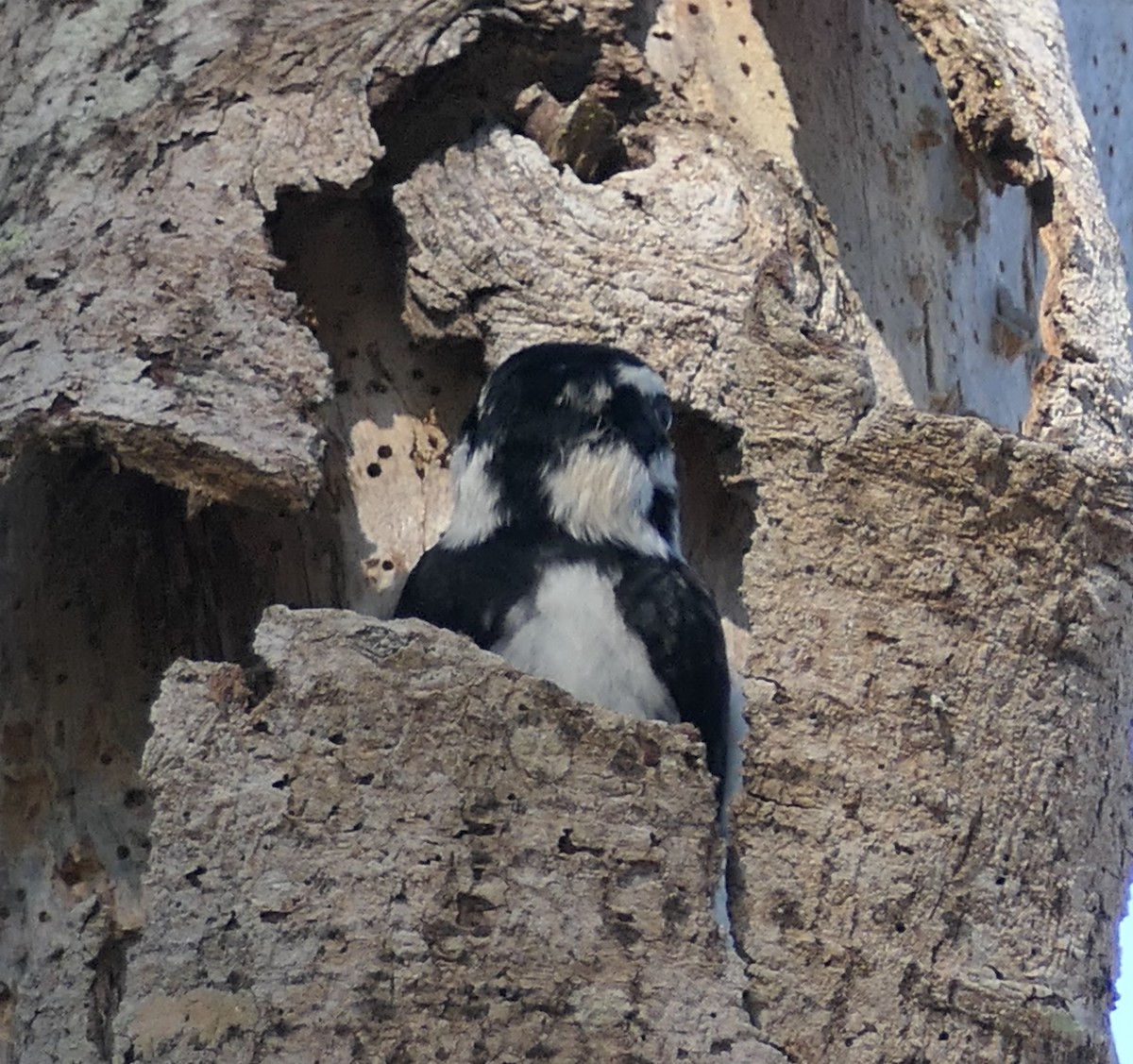 dunspett - ML650619720