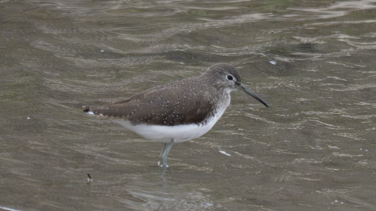 Yeşil Düdükçün - ML650619725