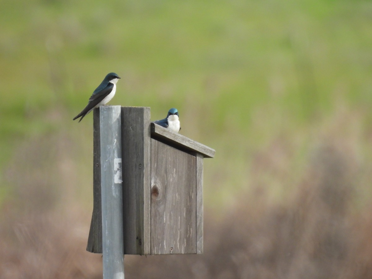 Tree Swallow - ML650619835