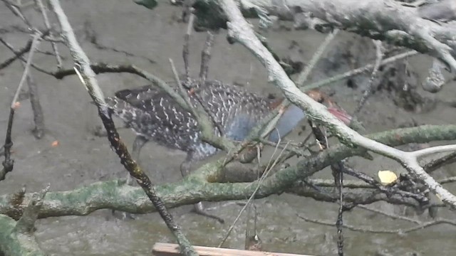 Slaty-breasted Rail - ML650619878