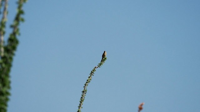 Botteri's Sparrow - ML650619990