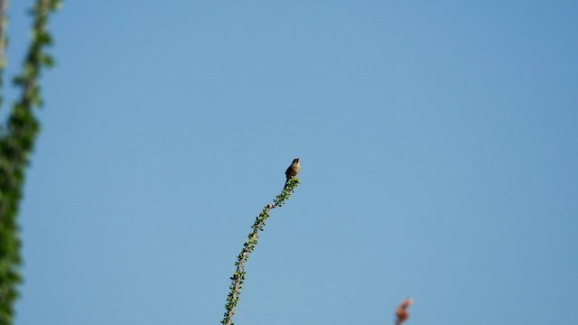 Botteri's Sparrow - ML650619991