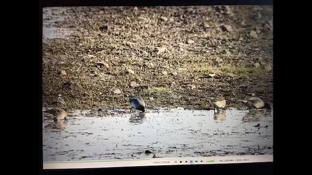 שרשיר - ML650620106