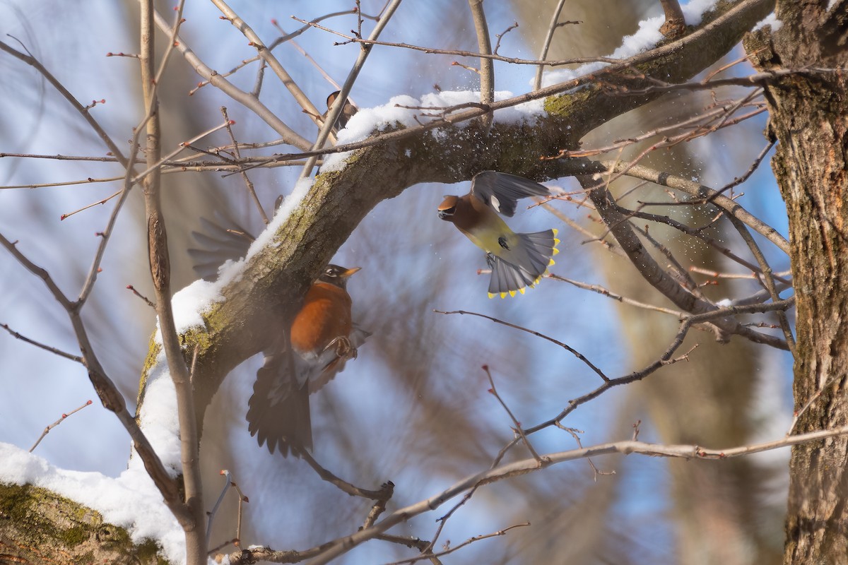 Ampelis Americano - ML650620173