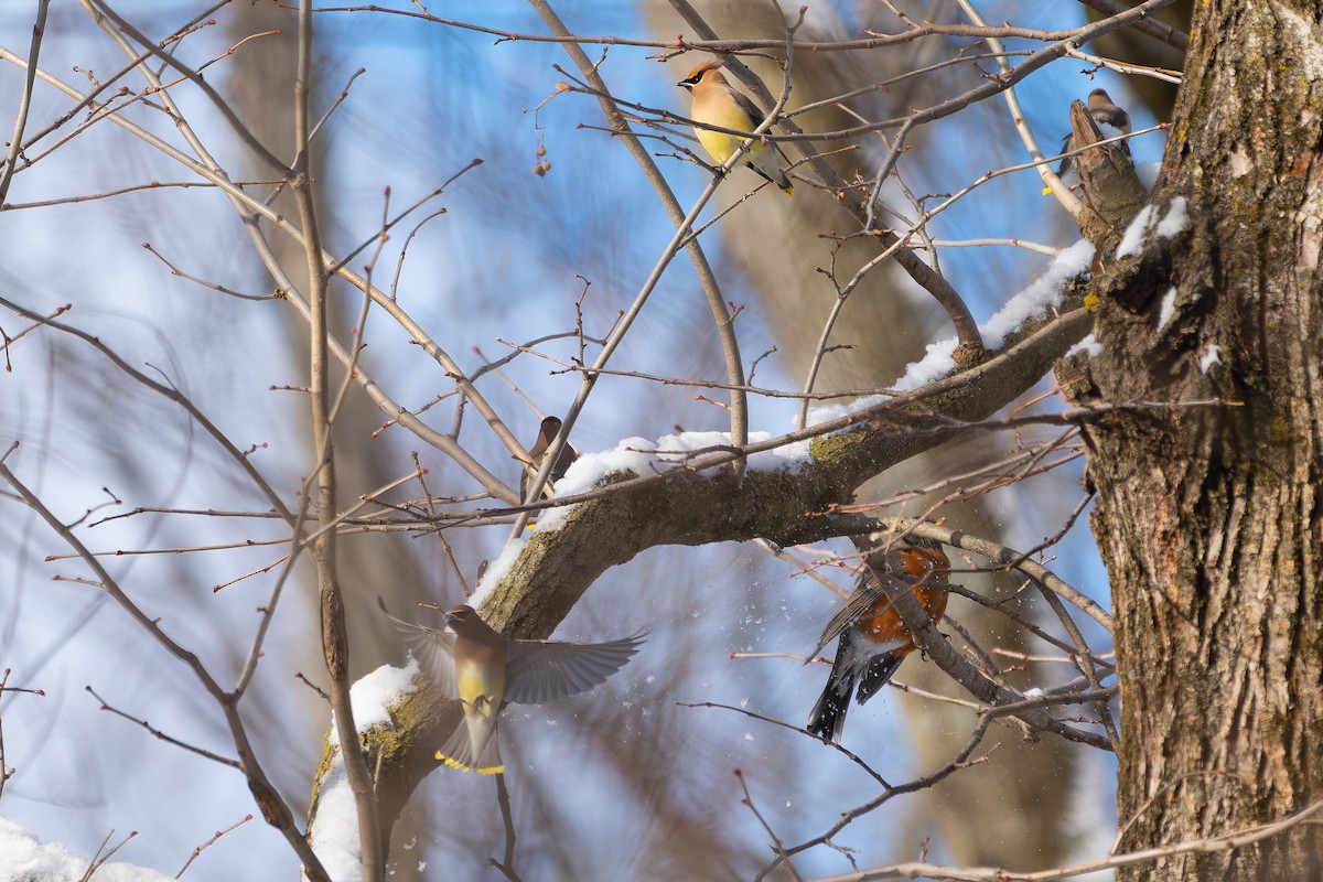 Ampelis Americano - ML650620174