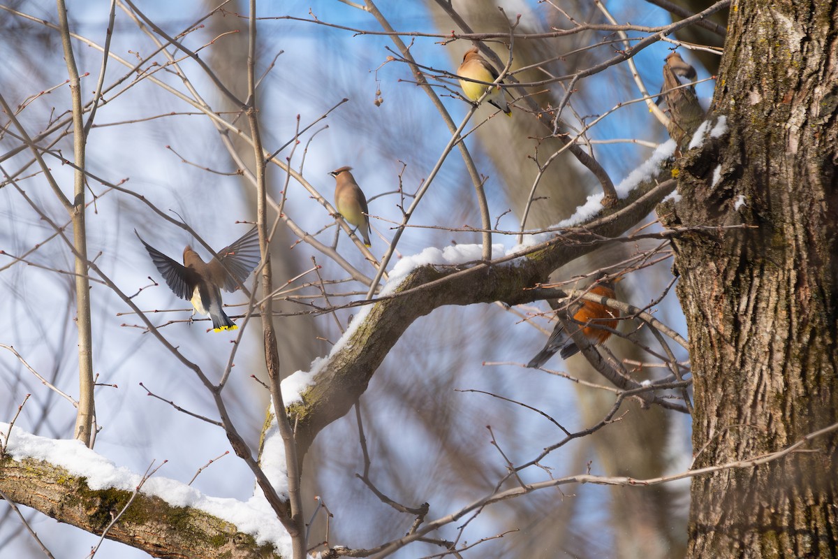 Ampelis Americano - ML650620177