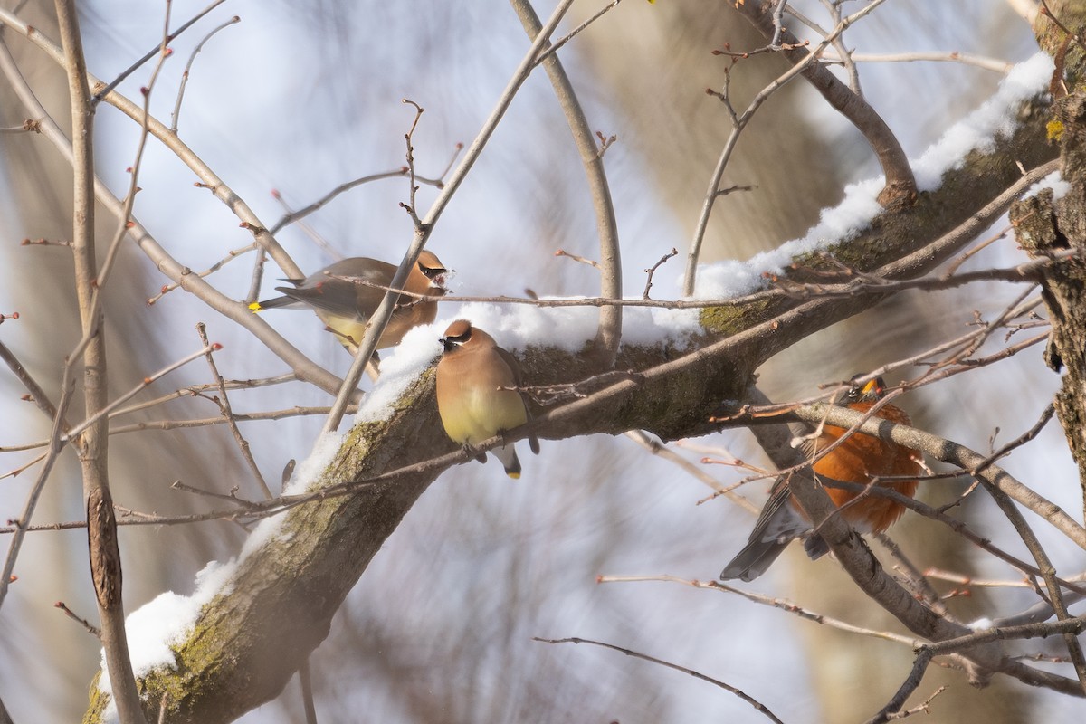 Ampelis Americano - ML650620182