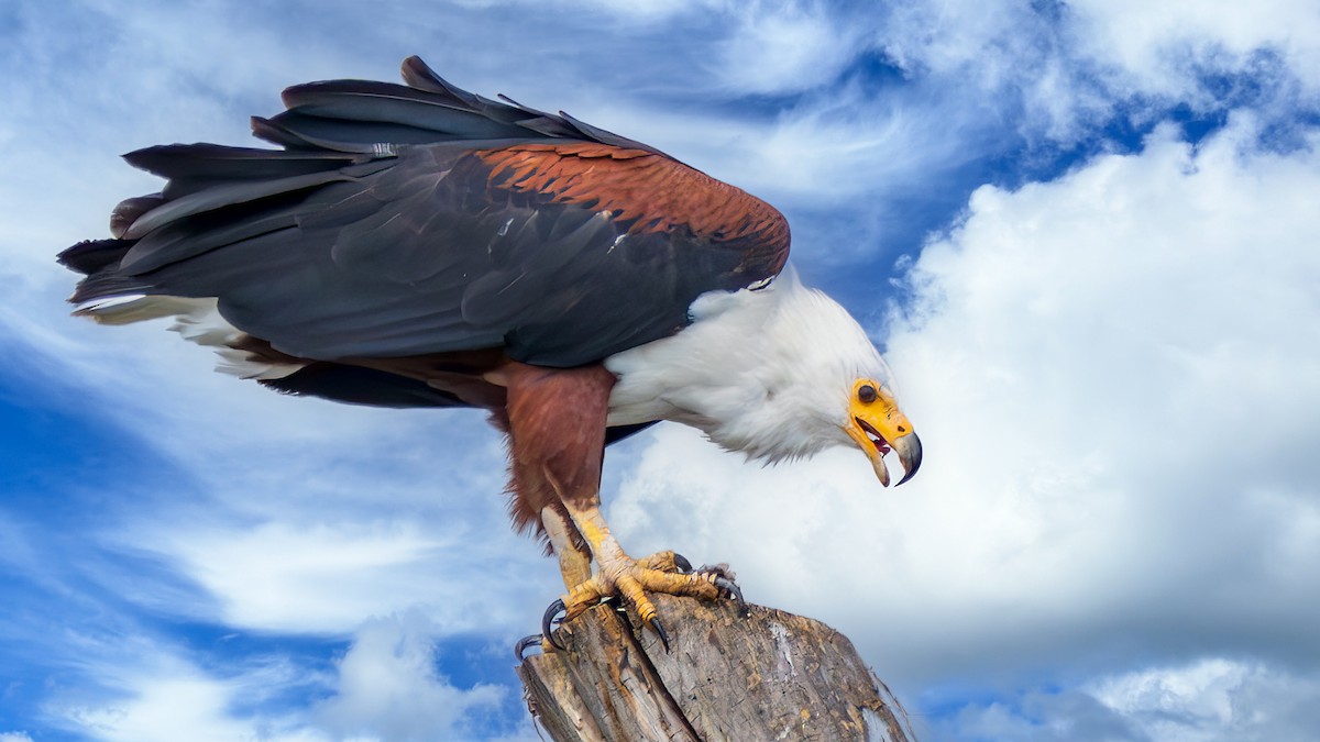 African Fish-Eagle - ML650620195