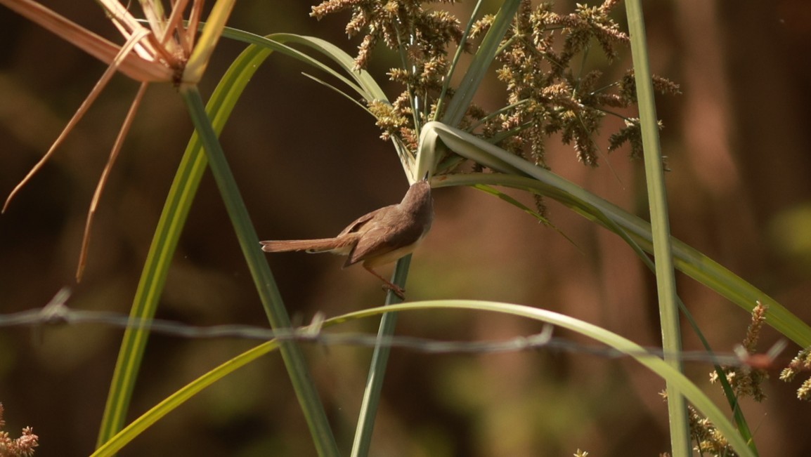 Tawny-flanked Prinia - ML650620267