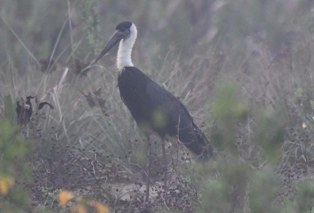 Asian Woolly-necked Stork - ML650620322
