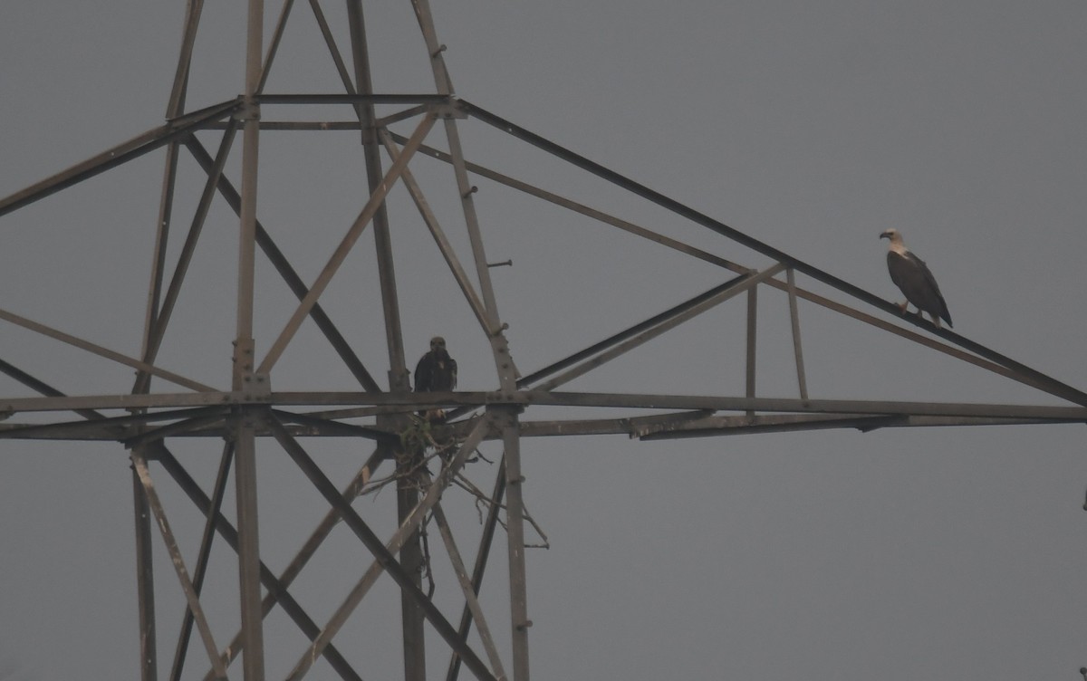 白腹海鵰 - ML650620338