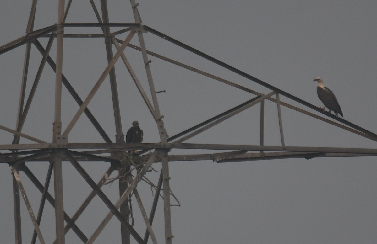 白腹海鵰 - ML650620339