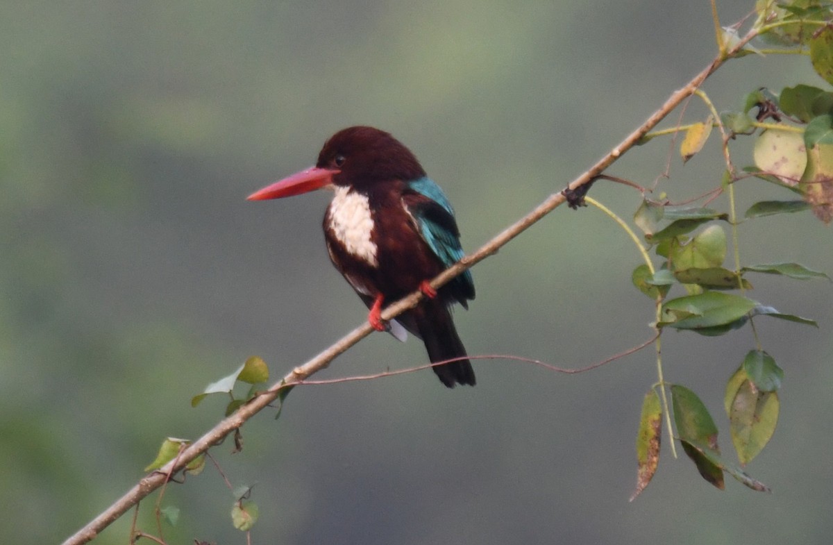 蒼翡翠 - ML650620344