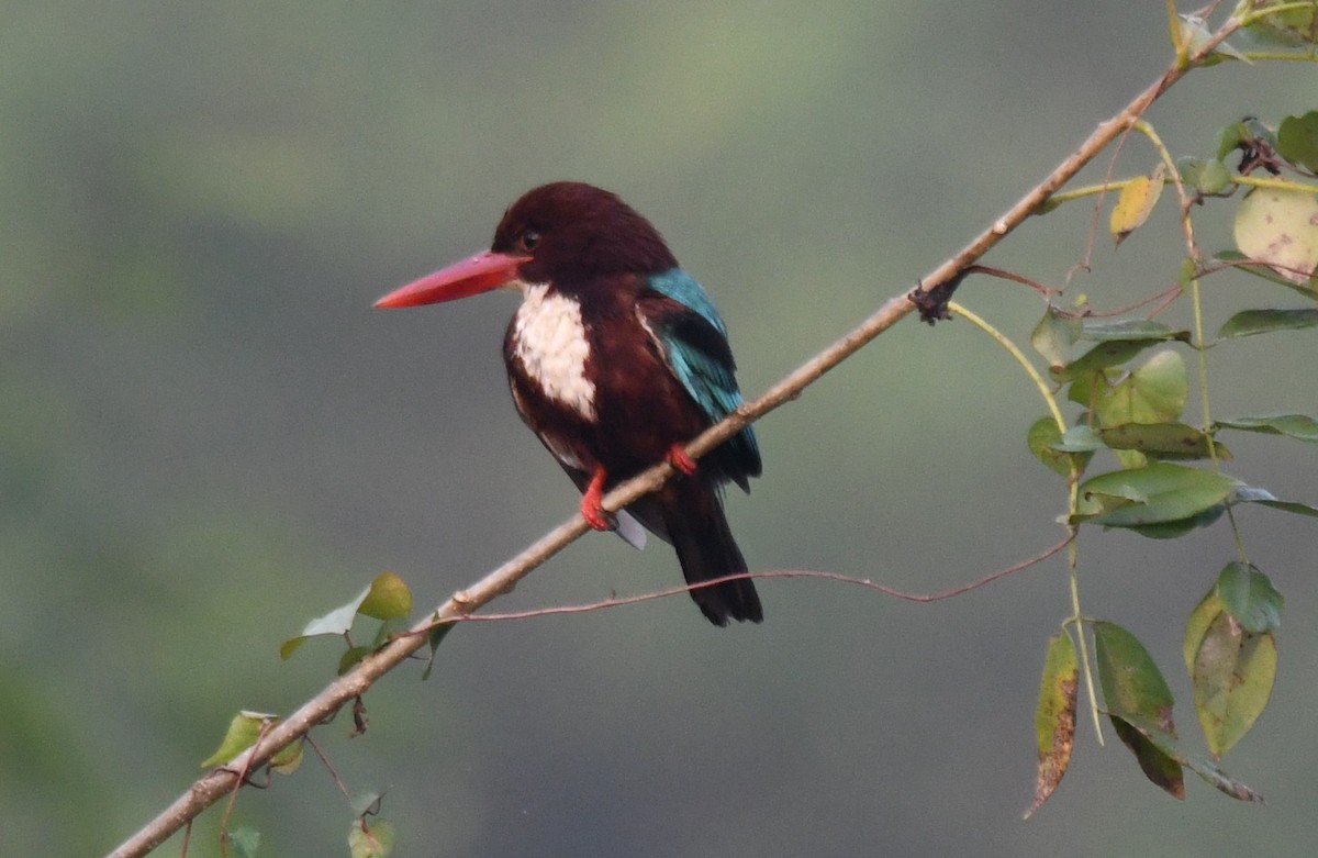 蒼翡翠 - ML650620346