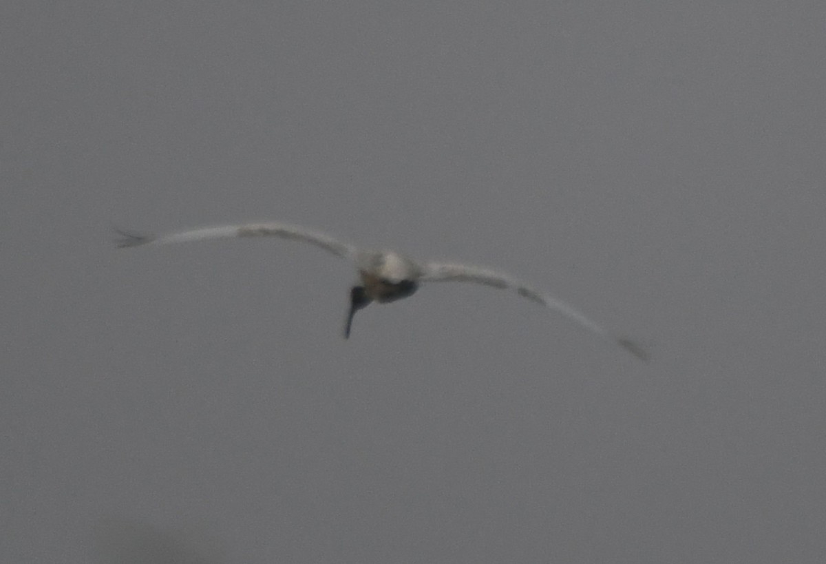 黑頭白䴉 - ML650620354