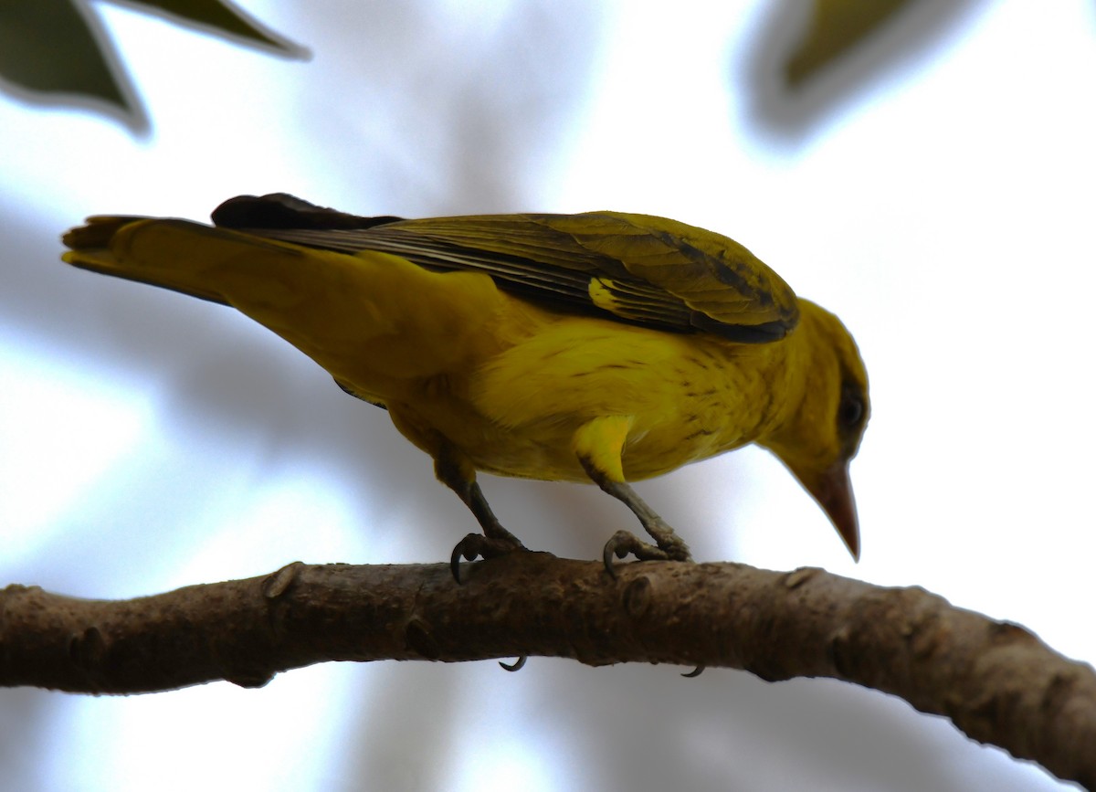 Indian Golden Oriole - ML650620361