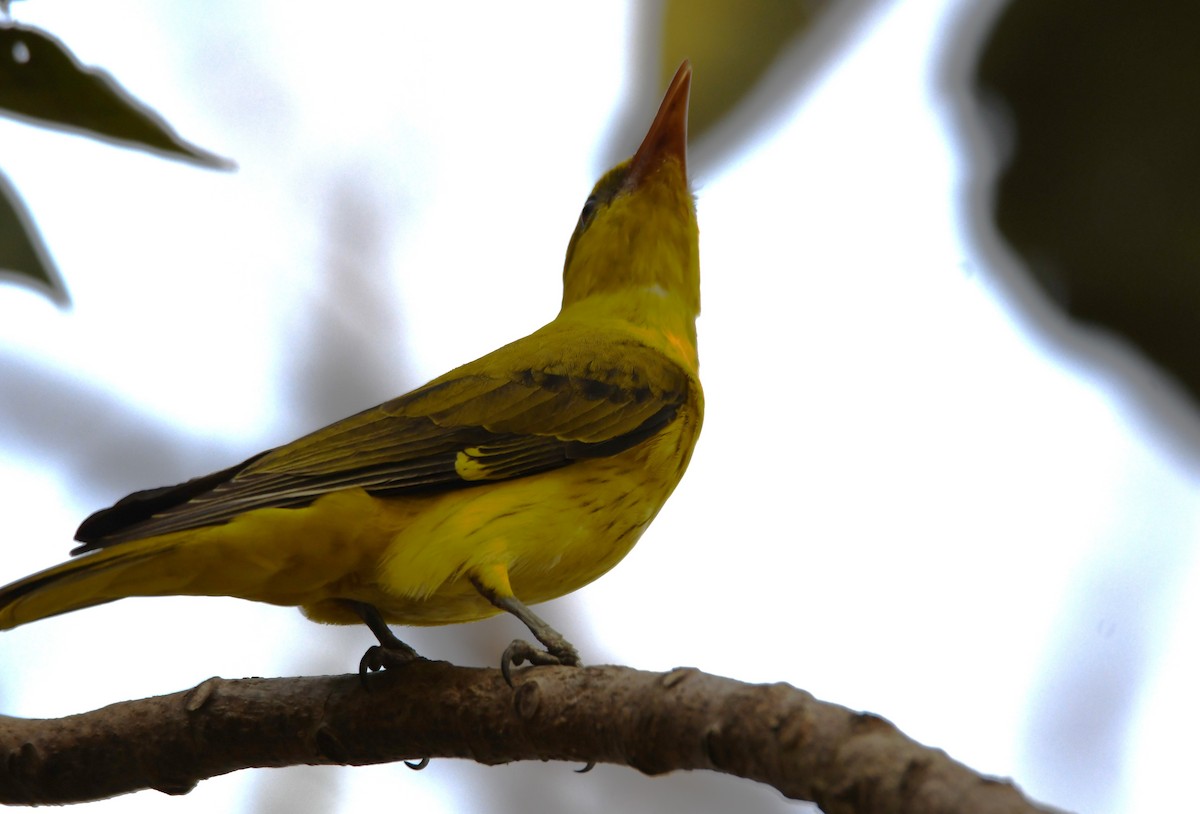 Indian Golden Oriole - ML650620366