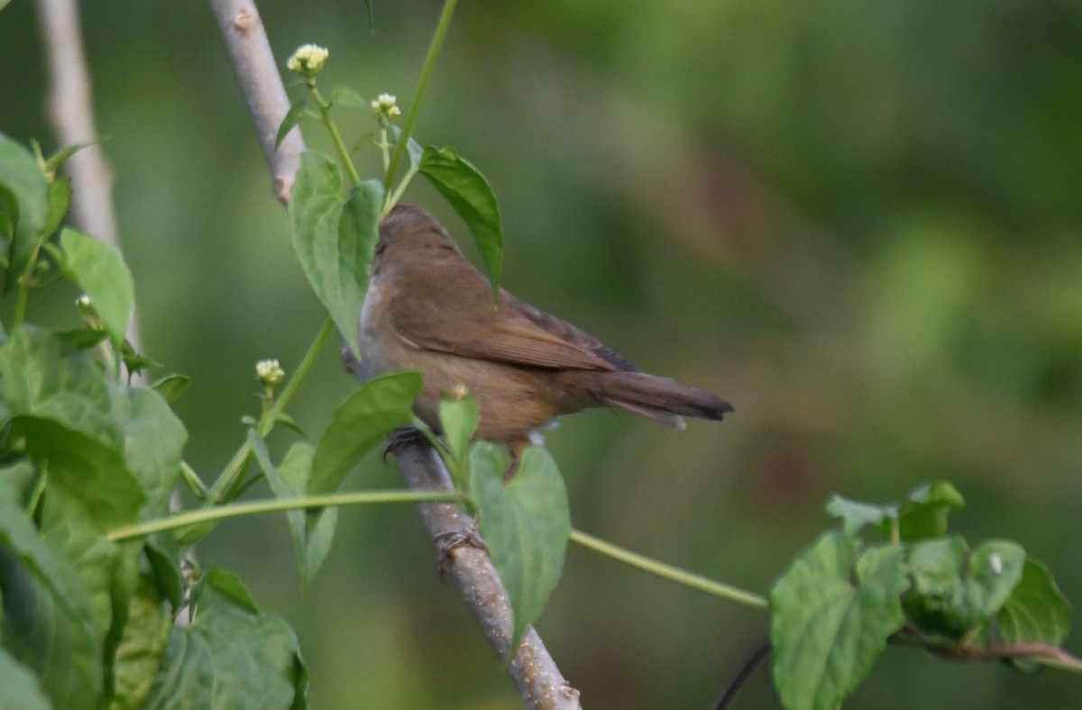 布氏葦鶯 - ML650620400