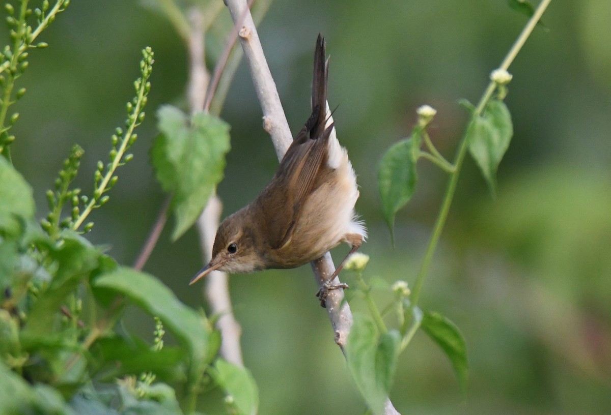 布氏葦鶯 - ML650620403
