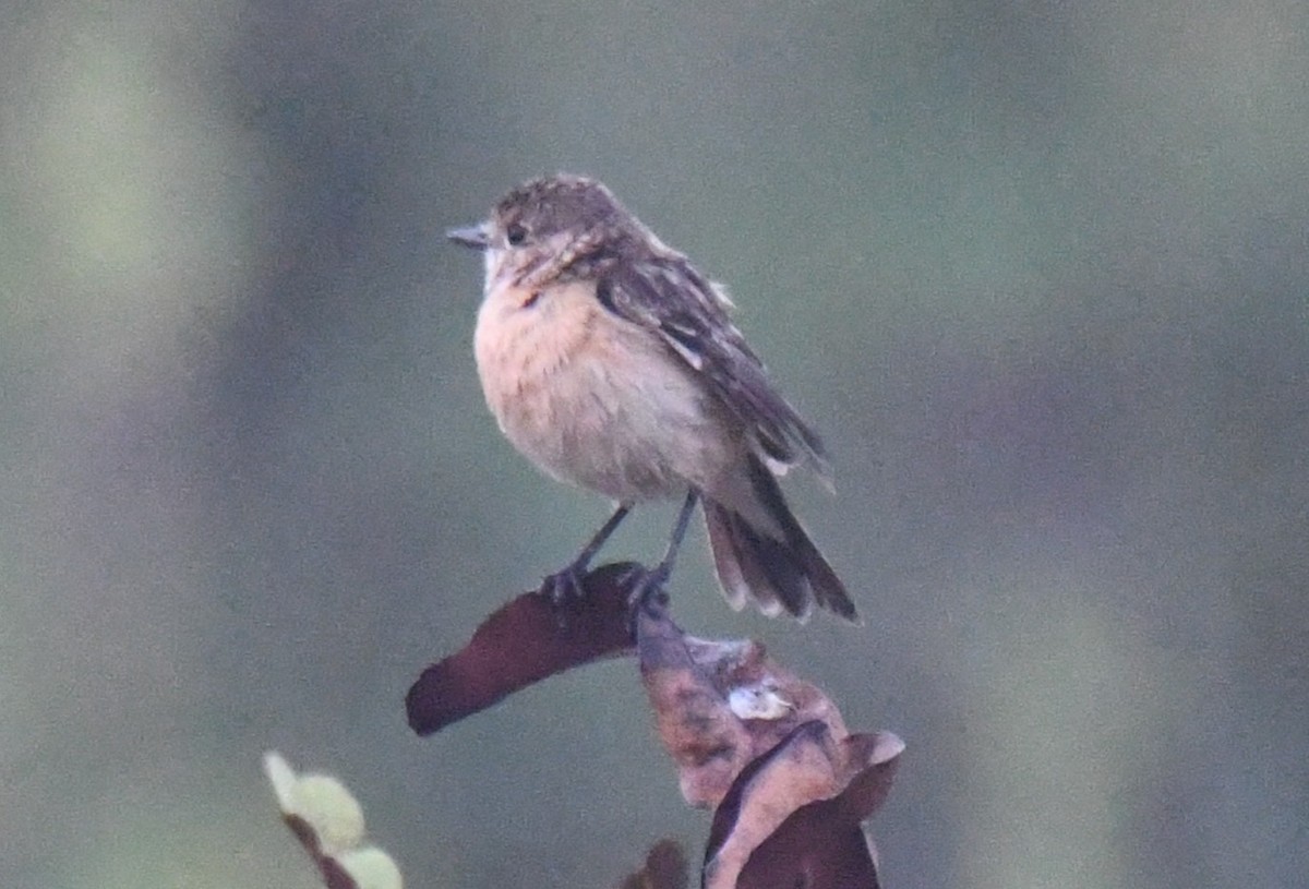 Siberian Stonechat - ML650620408