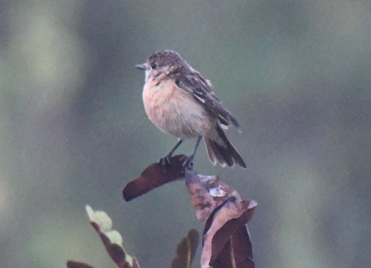 Siberian Stonechat - ML650620410