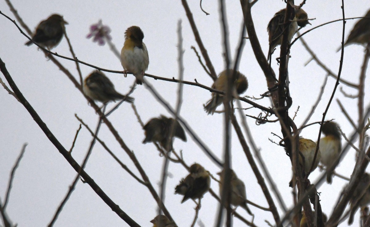 Baya Weaver - ML650620412