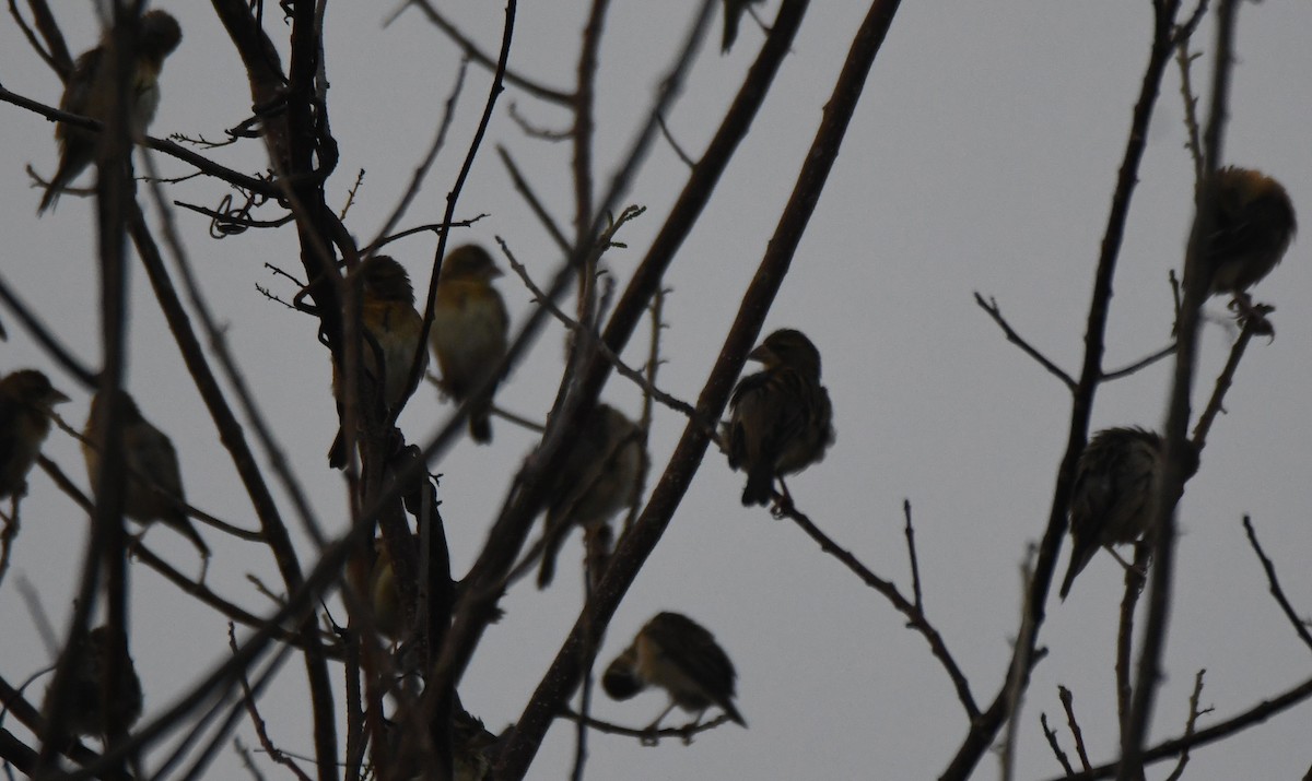 Baya Weaver - ML650620414