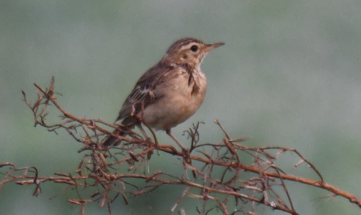 稻田鷚 - ML650620418