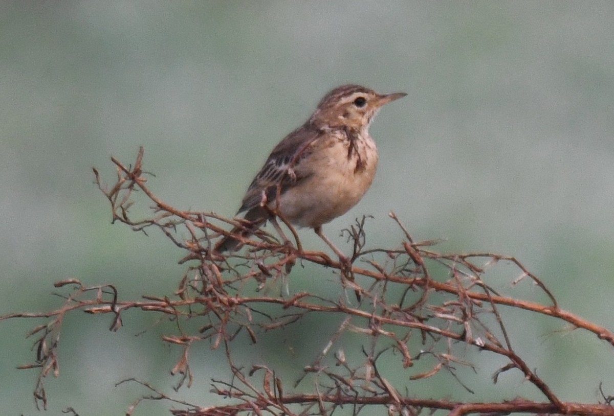 稻田鷚 - ML650620420