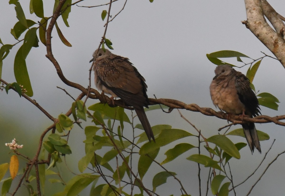 珠頸斑鳩 - ML650620427