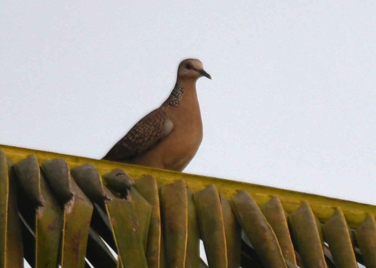 珠頸斑鳩 - ML650620429