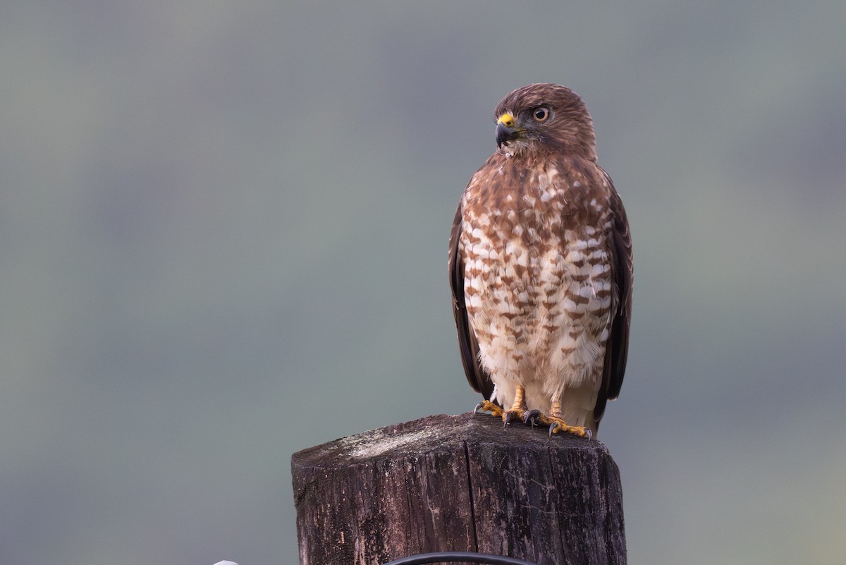 Broad-winged Hawk - ML650620554