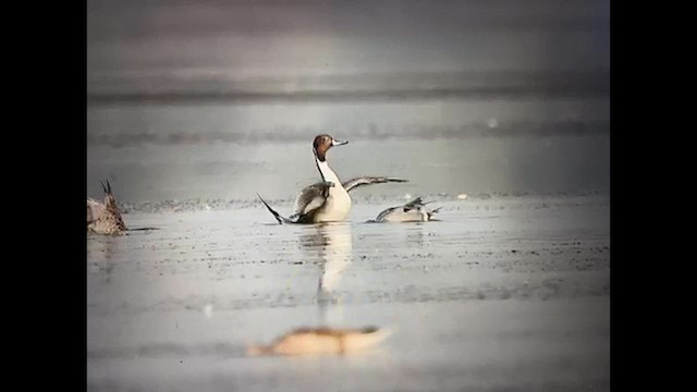 ברווז חד-זנב - ML650620561