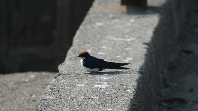 סנונית חדת-זנב - ML650620665